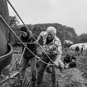 La récolte des pommes de terre avec un cheval