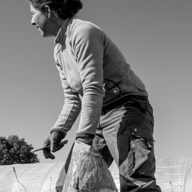 La récolte des carottes
