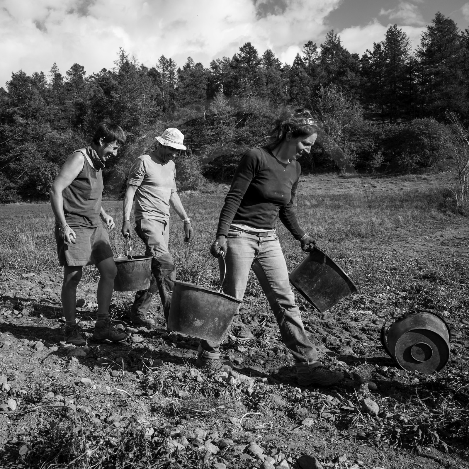 La récolte des pommes de terre
