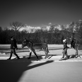 Les ânes dans la neige