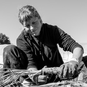 La récolte des carottes