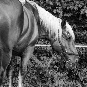 Jeanne Bleuse - Festival de Chaillol