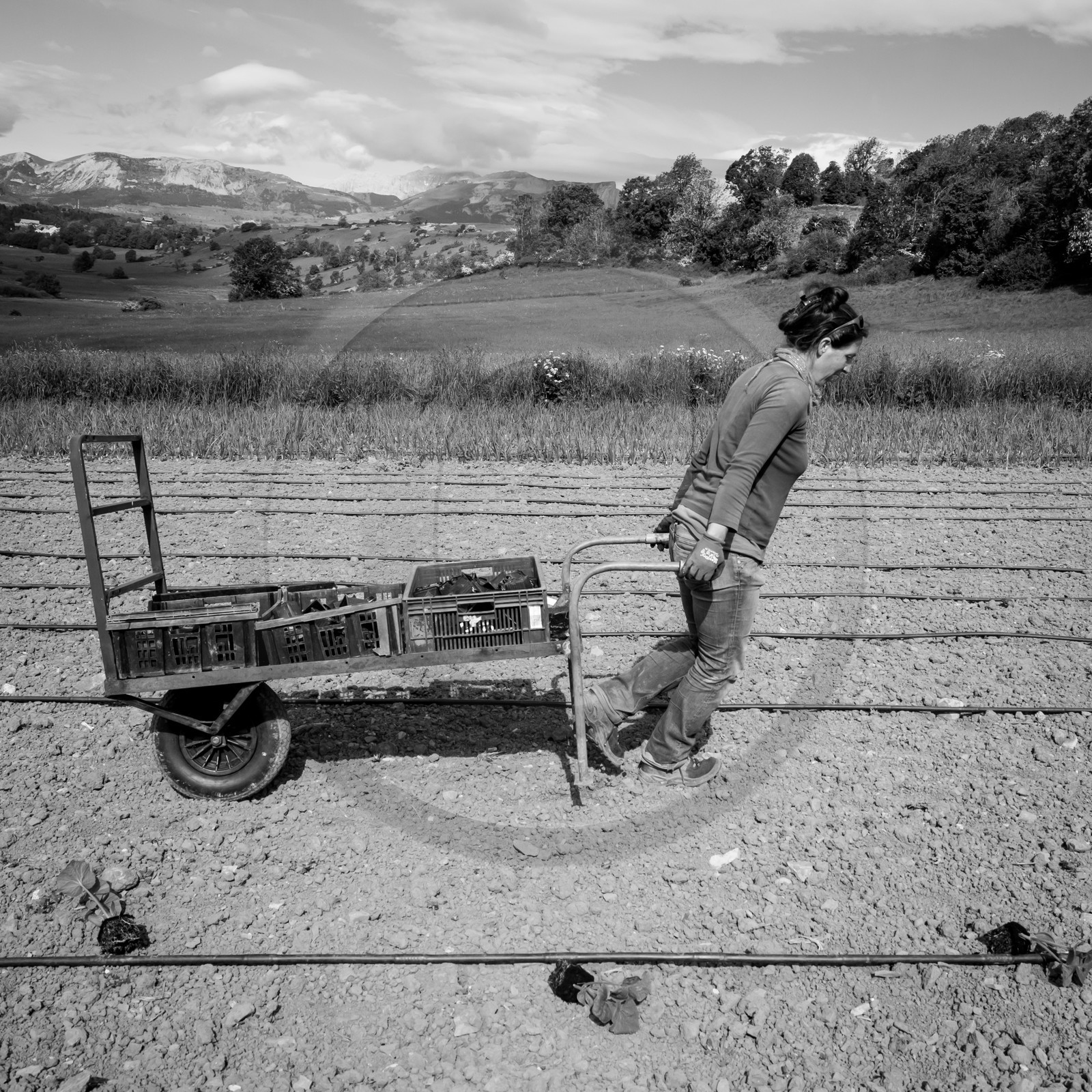 La plantation des courges