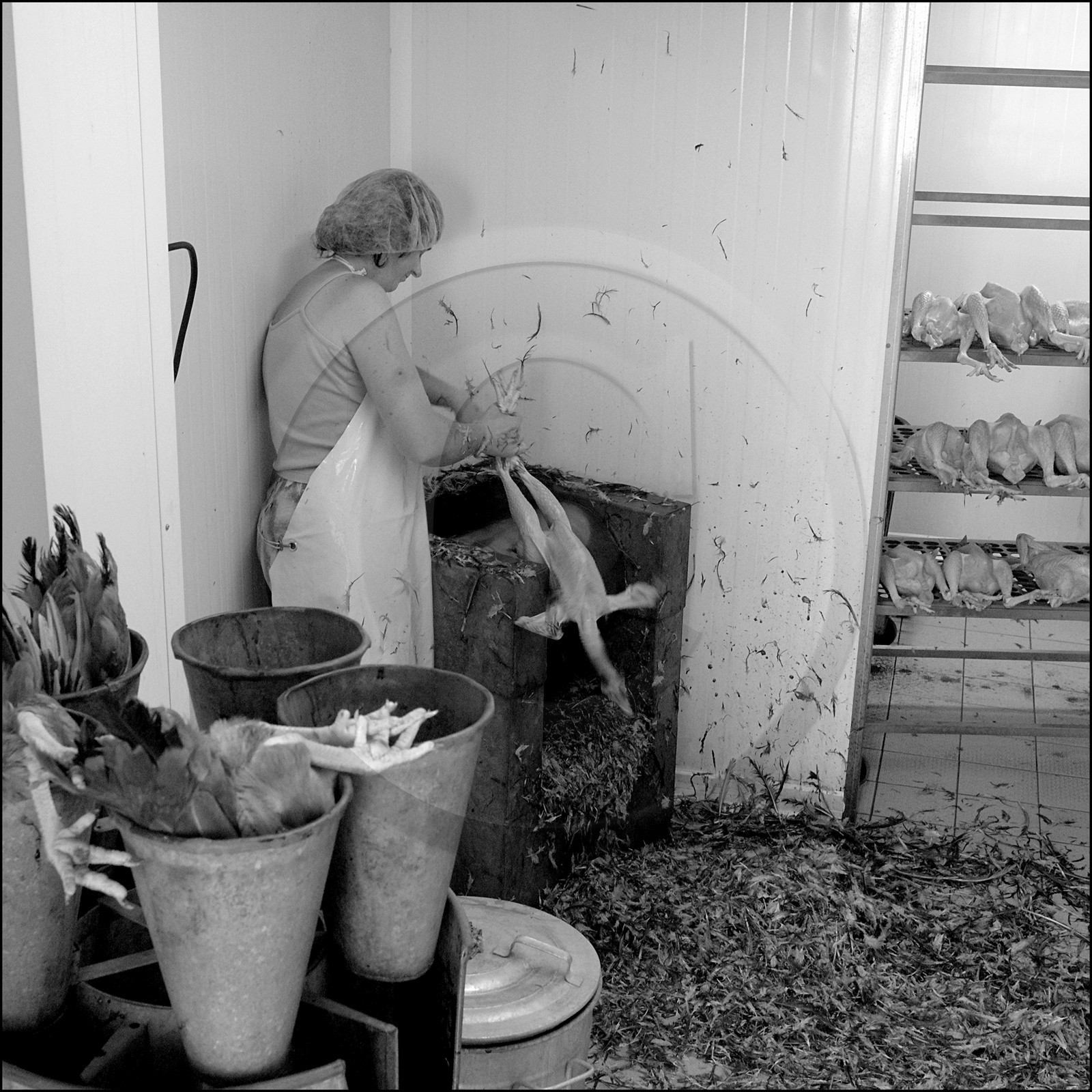 L'abattage des poulets