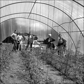 Visite d'une exploitation maraichère