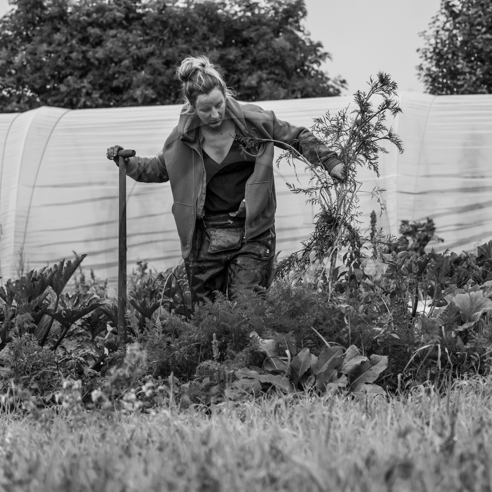 Maraichage biologique dans le Champsaur