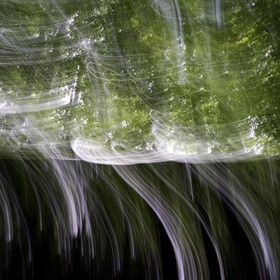 Le Pays des Arbres Flous