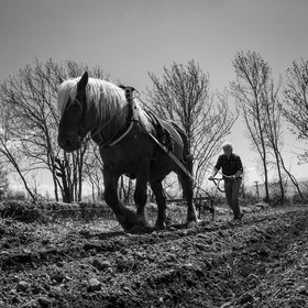Labour avec un cheval