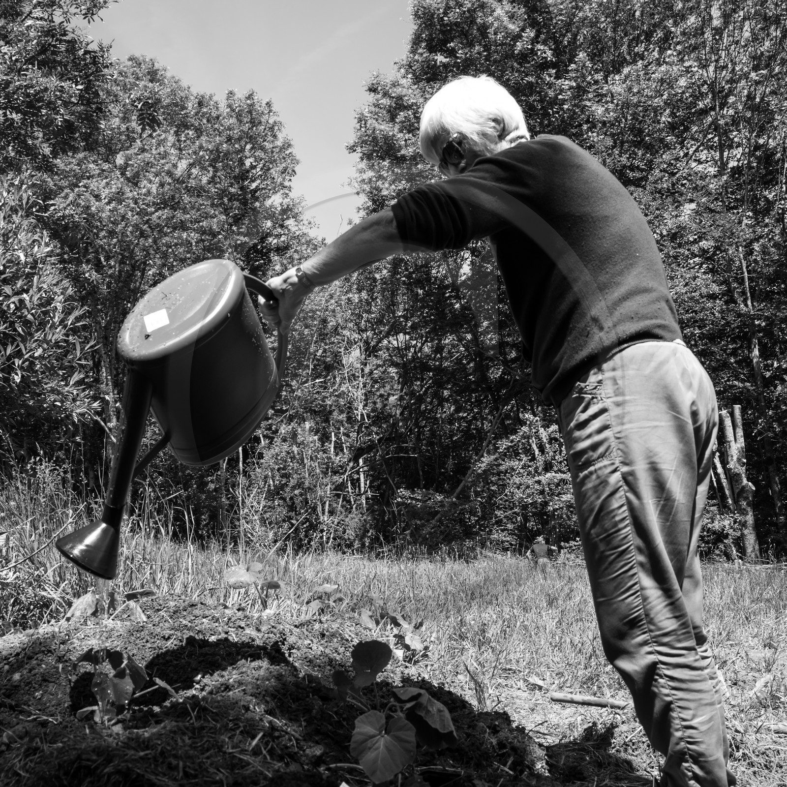 07 juin 2017 - Plantation - Haie - Réunion