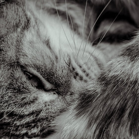 Portraits de Chats