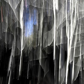 Le Pays des Arbres Flous