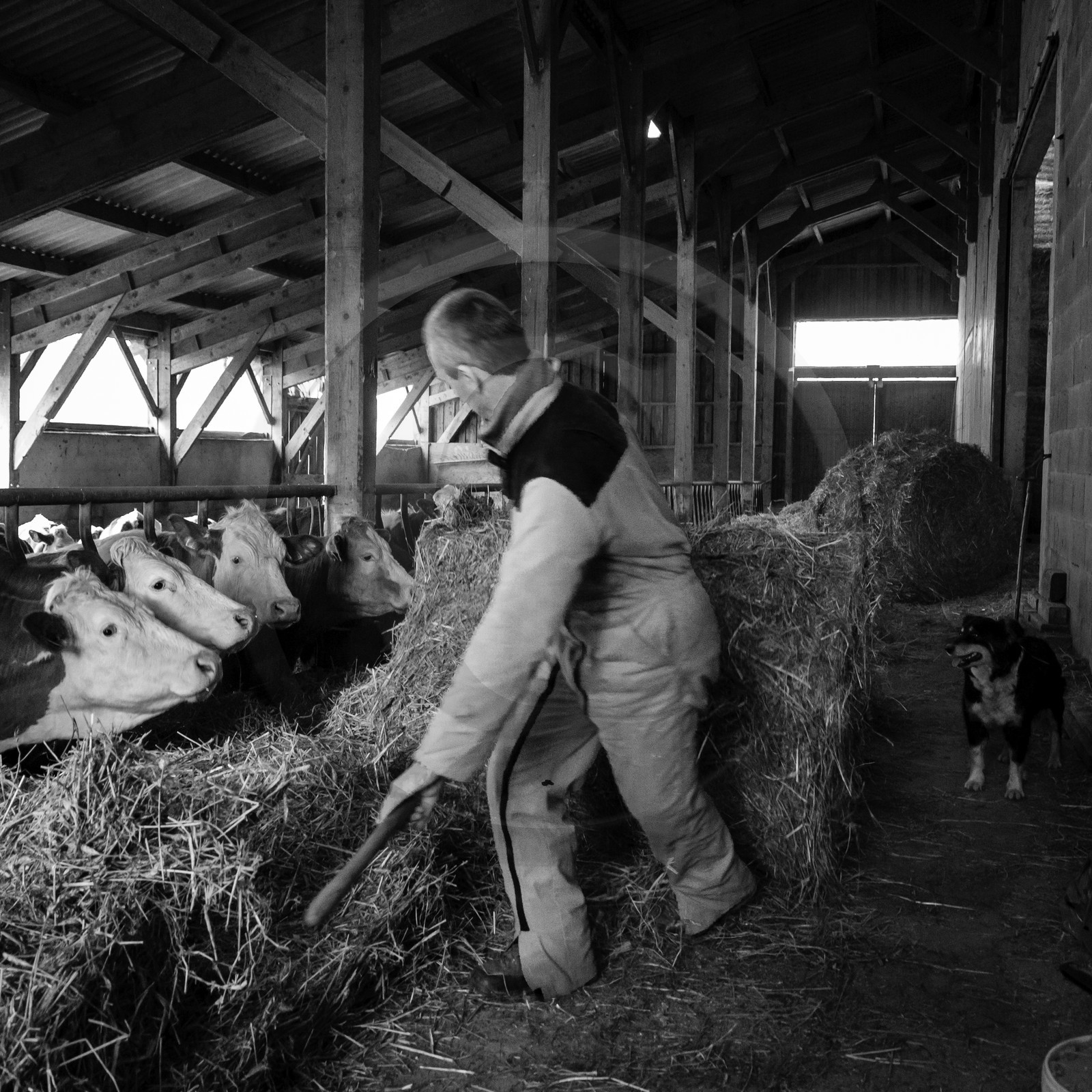 Les soins aux vaches