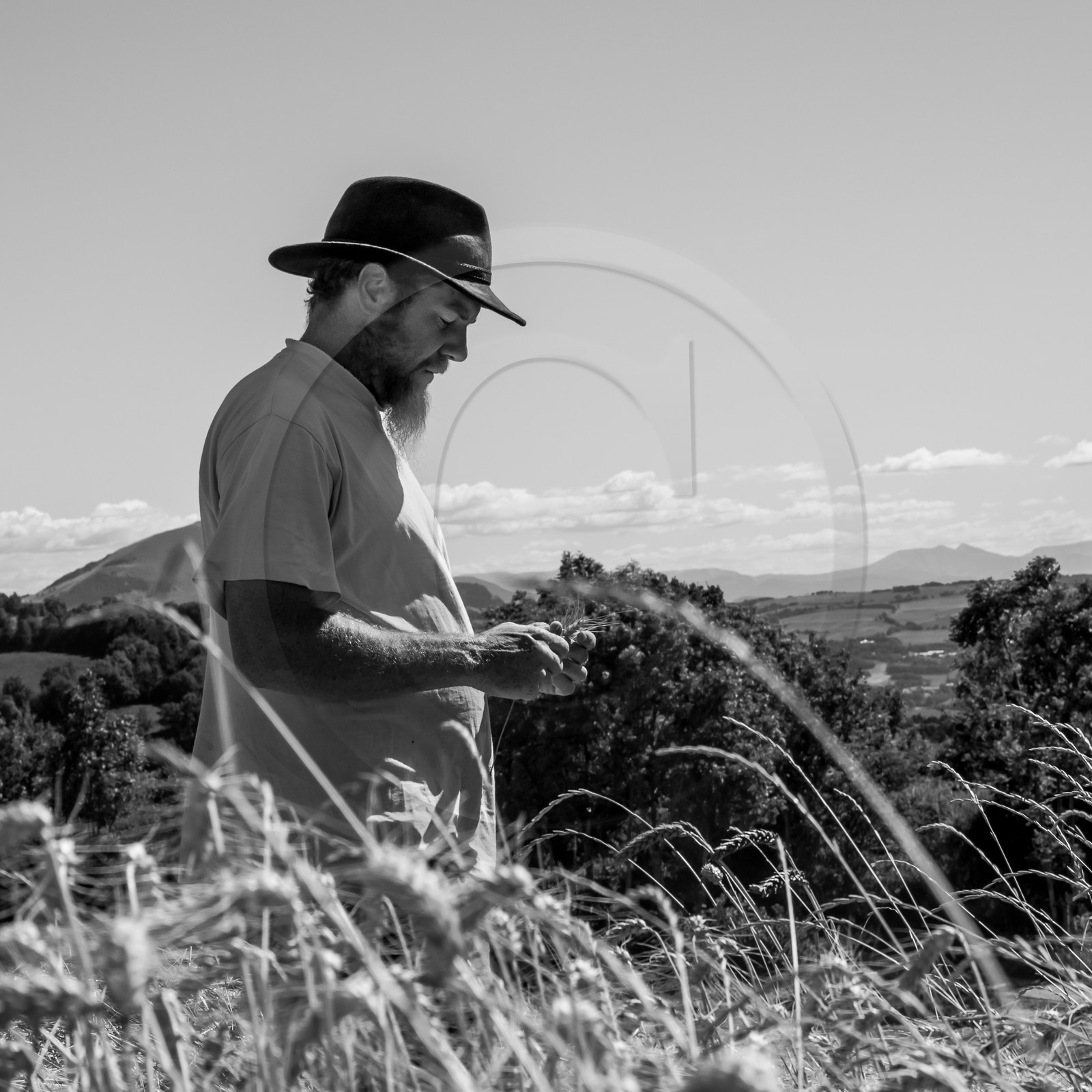 Les moissons dans le Champsaur