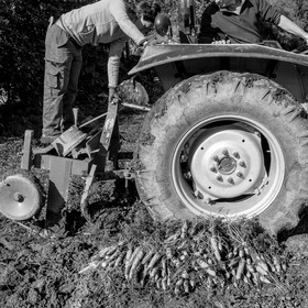 La récolte des carottes