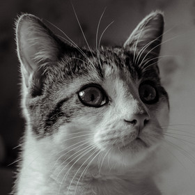Portraits de Chats