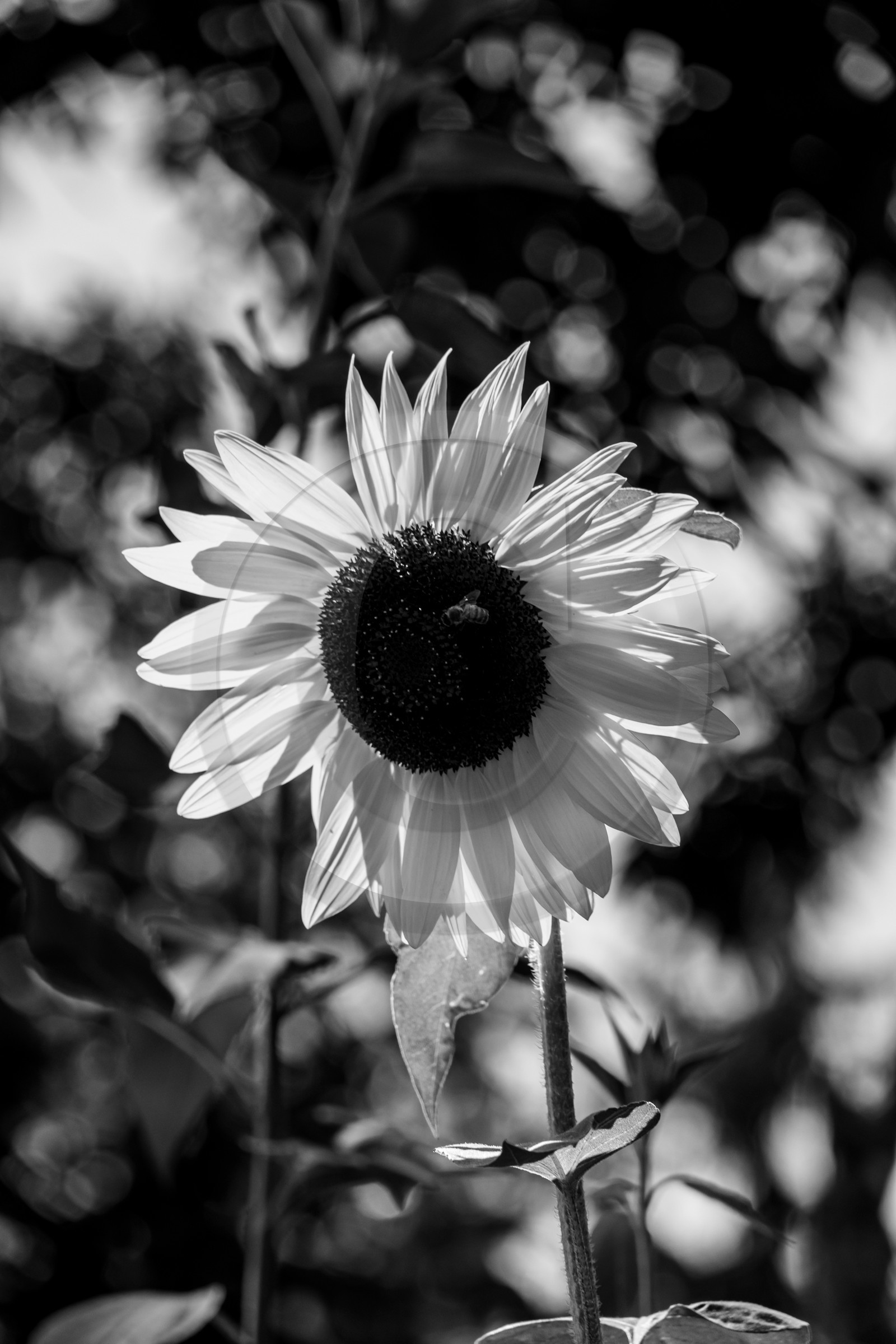 23 aout 2024 : Journée des aidants, aidés et anciens aidants