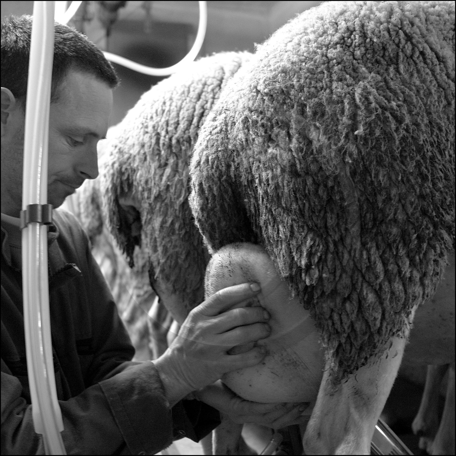 Elevage brebis laitières