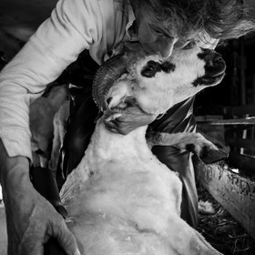 La tonte des moutons