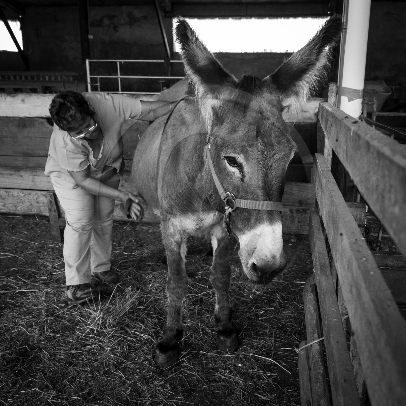 L'asinerie Le sentier des ânes