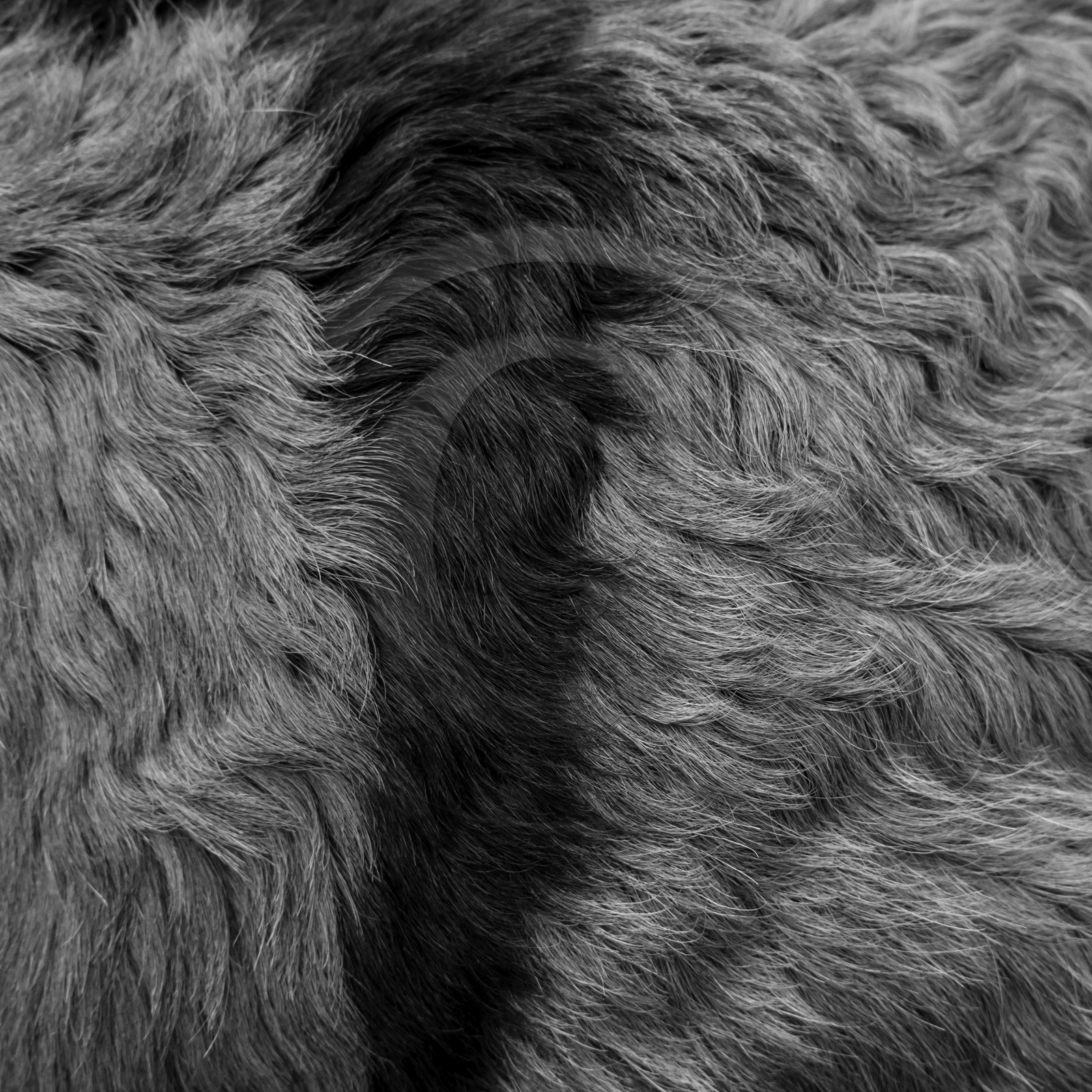 L'asinerie Le sentier des ânes