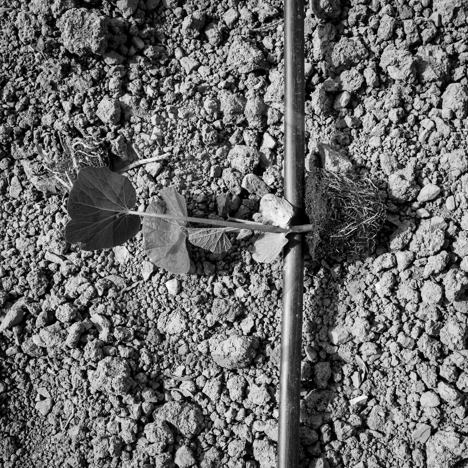 La plantation des courges