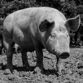 Elevage biologique de cochons en plein air