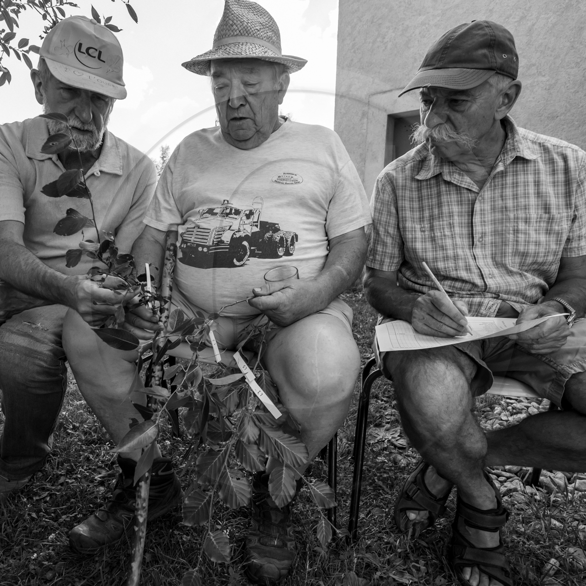 29 juin 2022 : Découverte des plantes sauvages