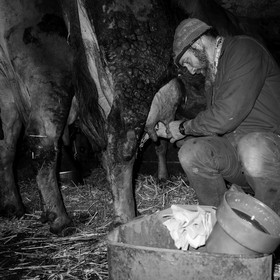 La traite des vaches