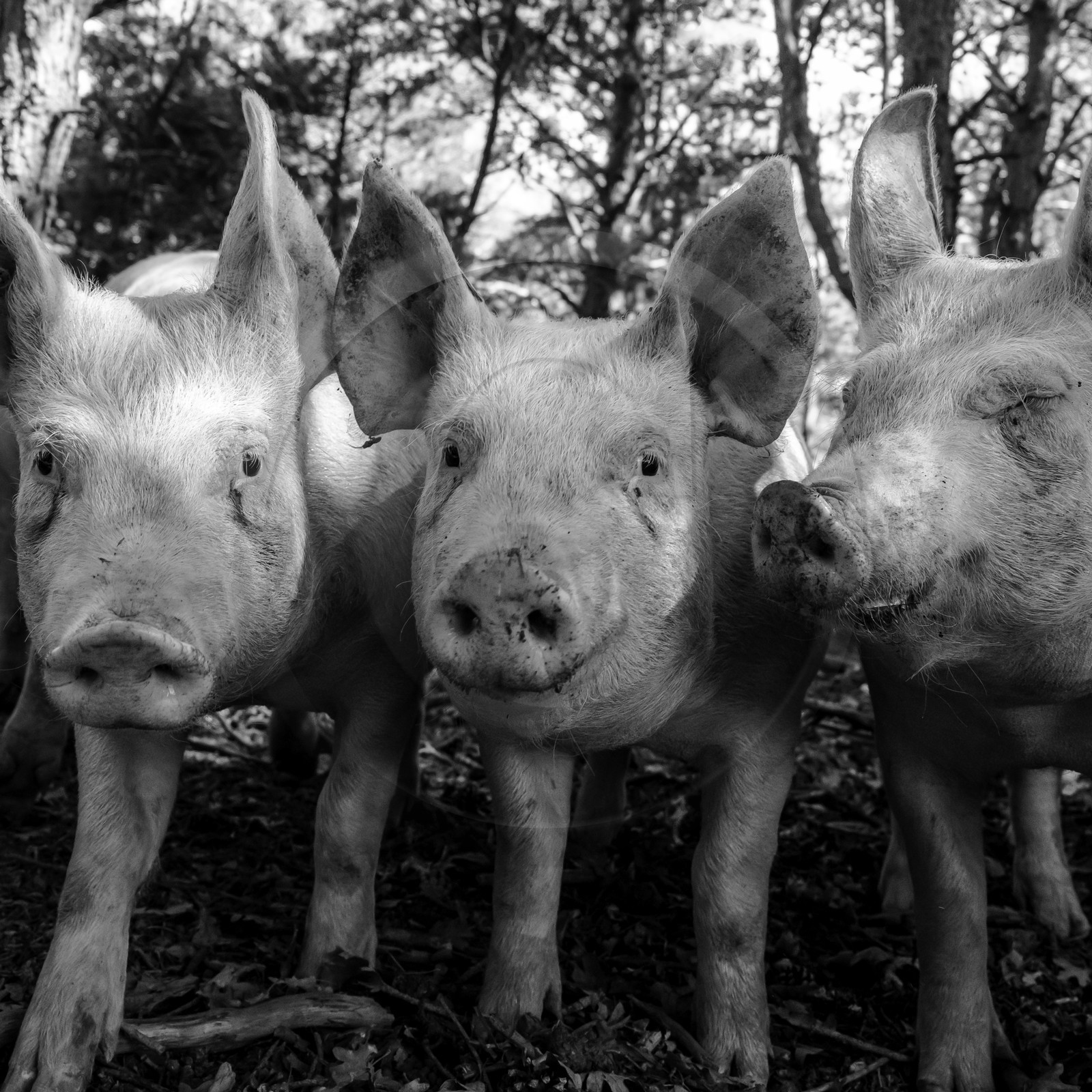 Elevage biologique de cochons en plein air