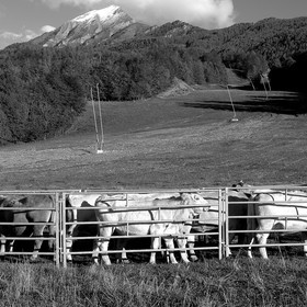 En attendant la neige