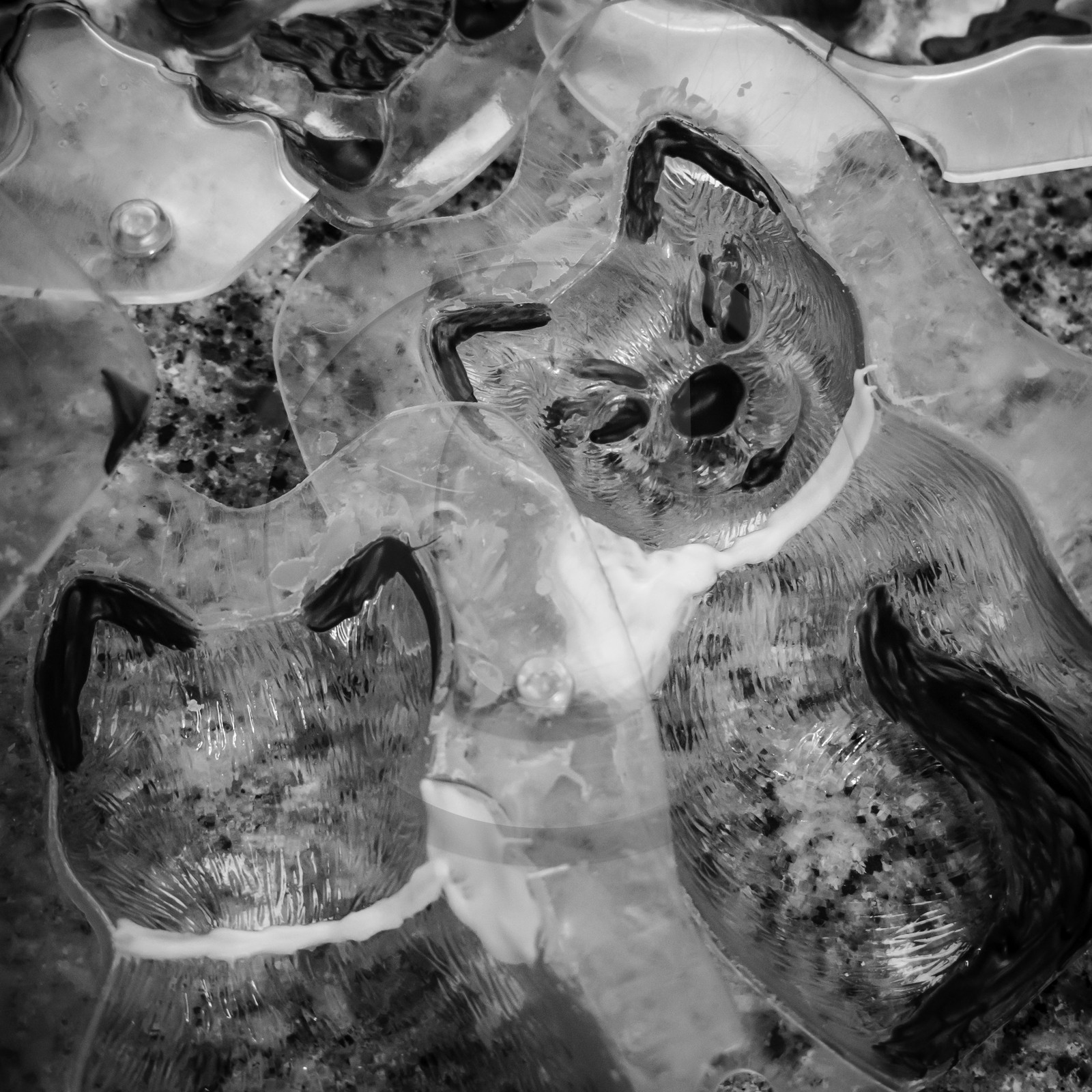 Thierry SIAT, Compagnon Chocolatier