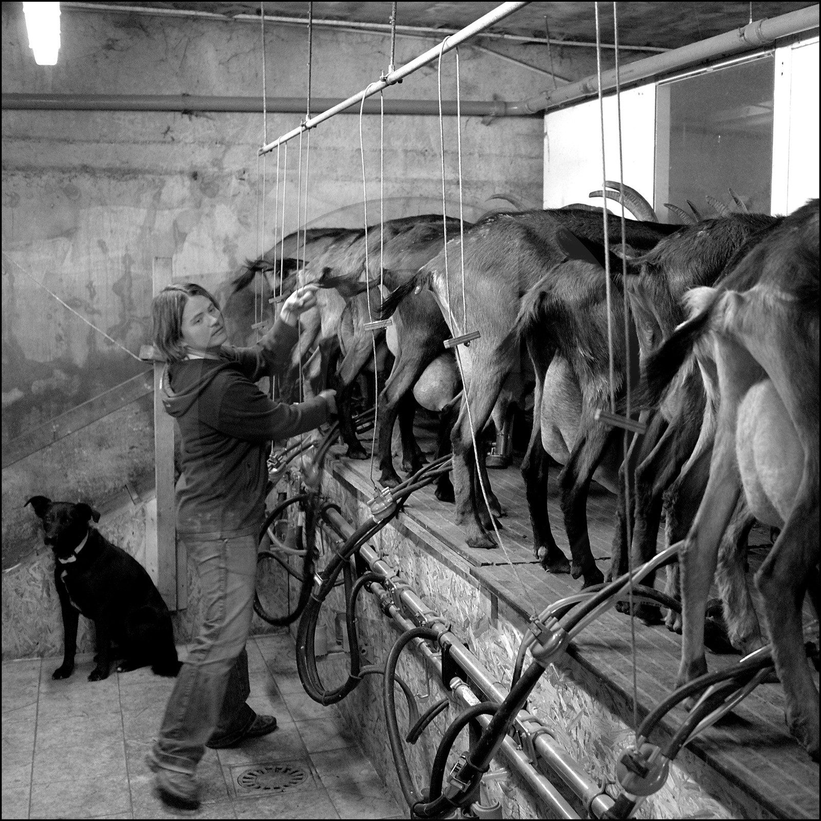 La ferme des Cabrioles