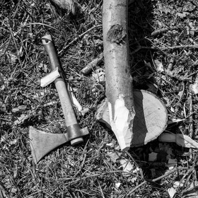 Nettoyage du terrain - Coupe du bois - 29 03 17