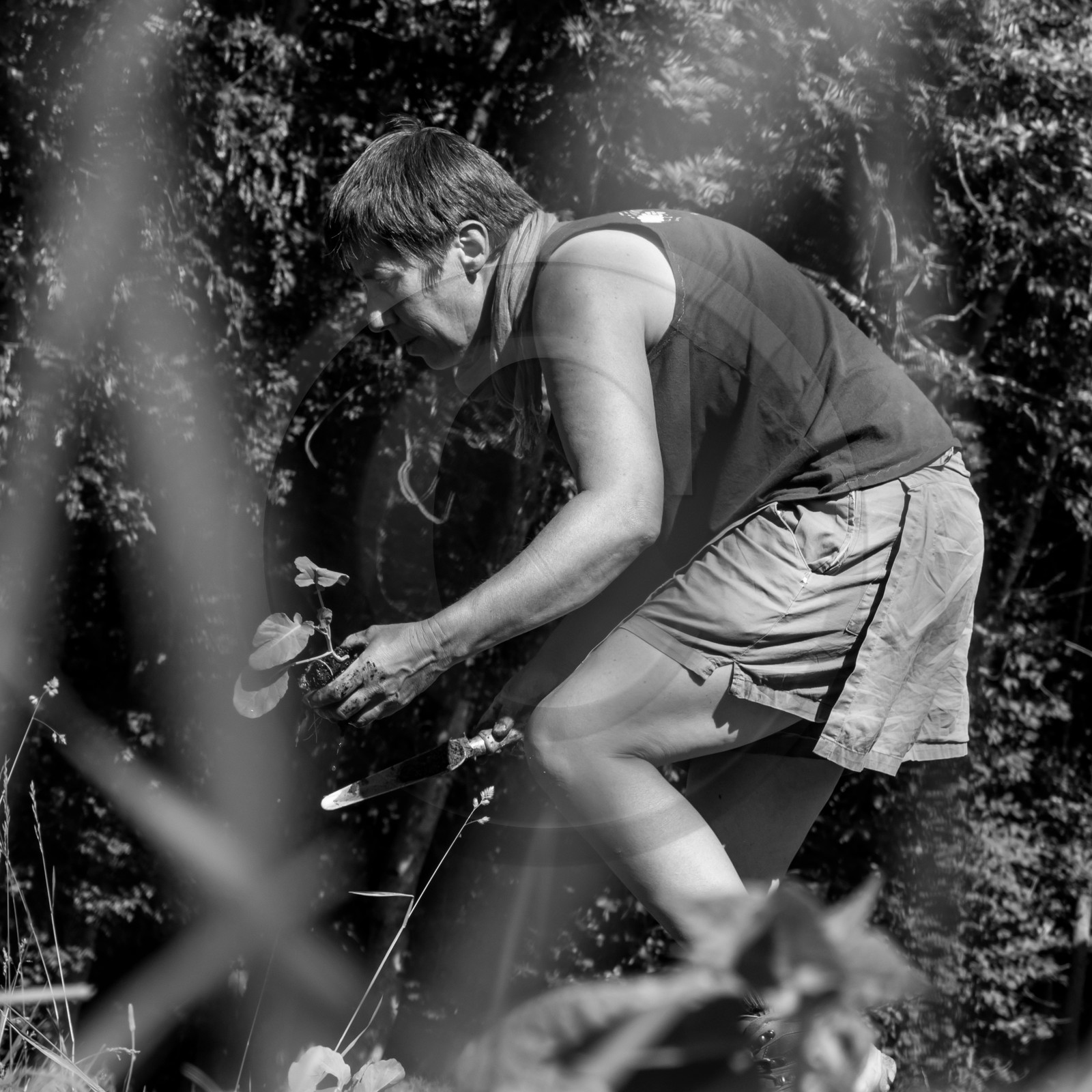 07 juin 2017 - Plantation - Haie - Réunion