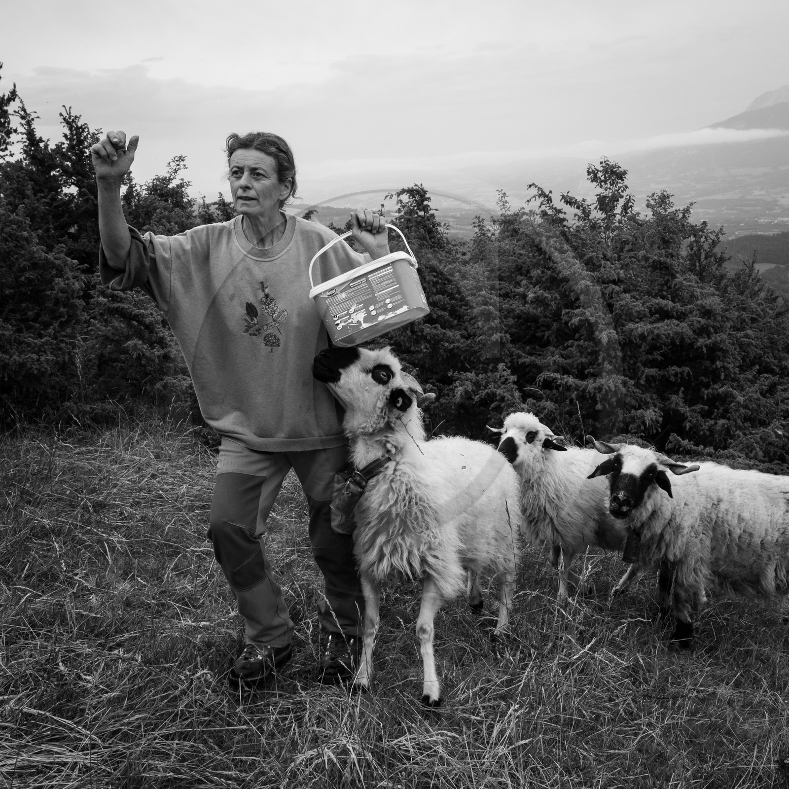 La transhumance des brebis