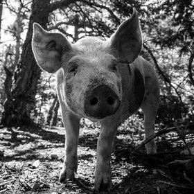 Elevage biologique de cochons en plein air