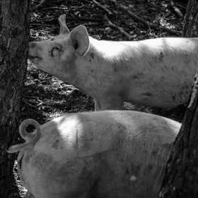 Elevage biologique de cochons en plein air