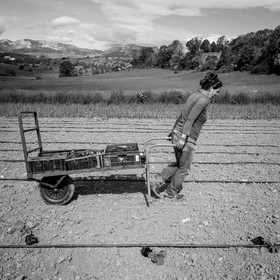 La plantation des courges