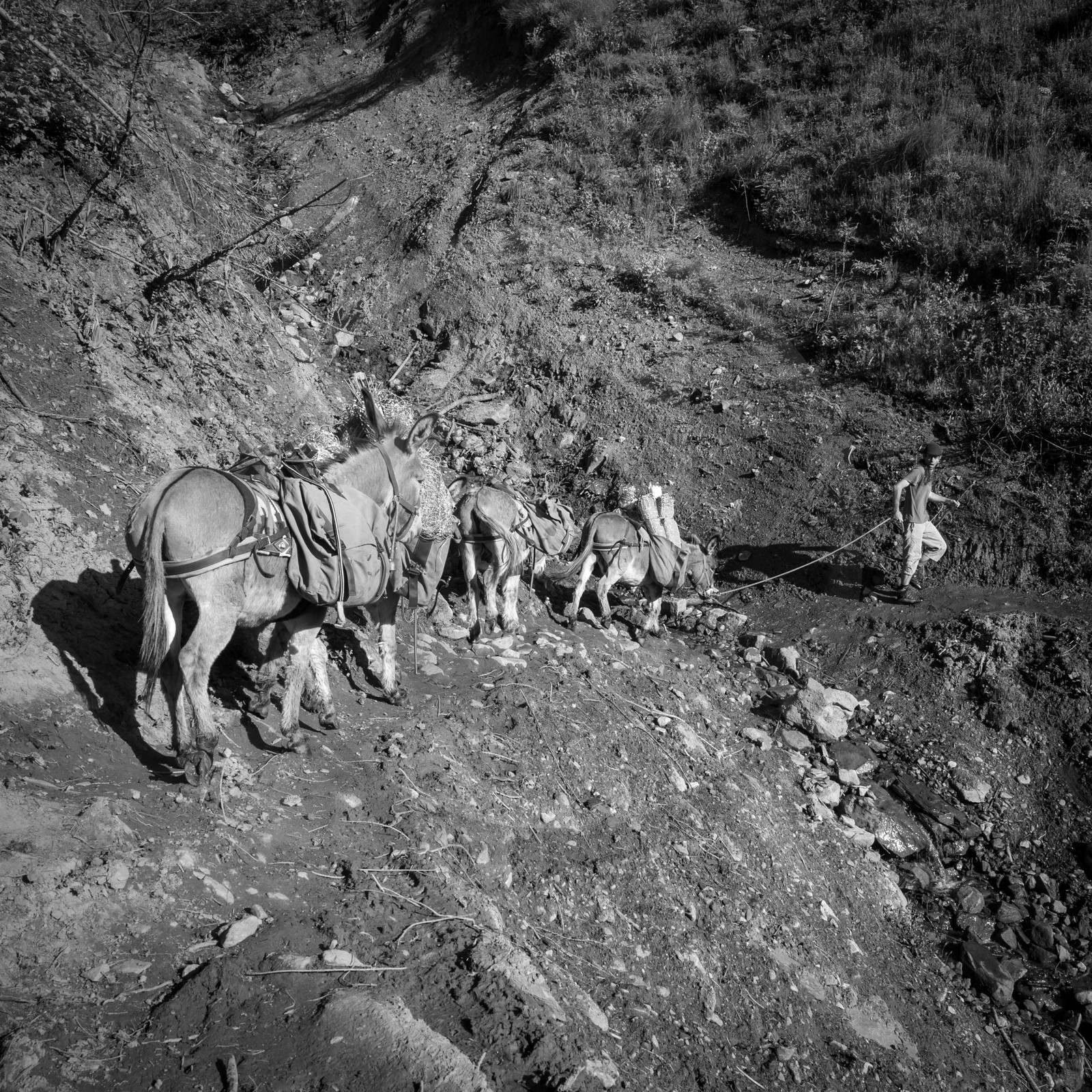 La transhumance des ânes