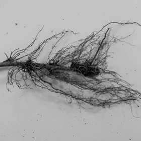 03 avril 2019 : Initiation à la greffe d'arbres fruitiers