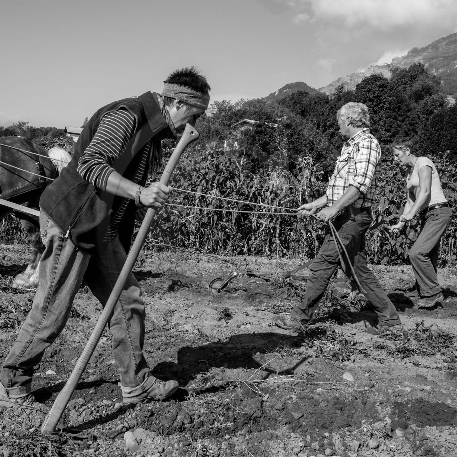 La récolte des pommes de terre avec un cheval