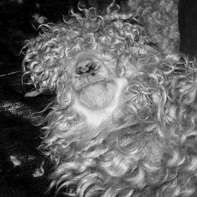 Le mohair arc en ciel