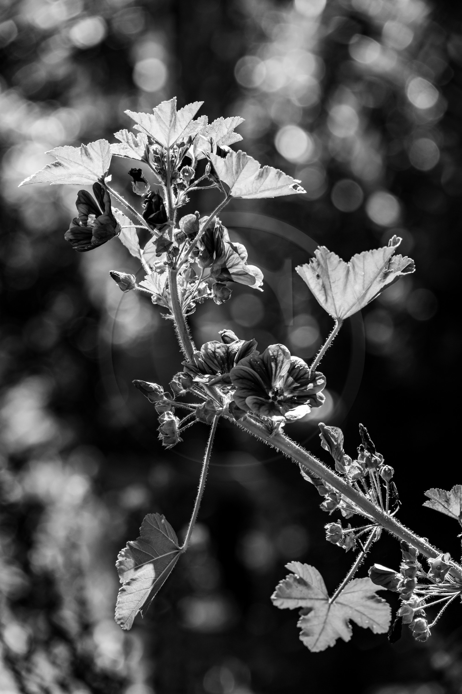 23 aout 2024 : Journée des aidants, aidés et anciens aidants
