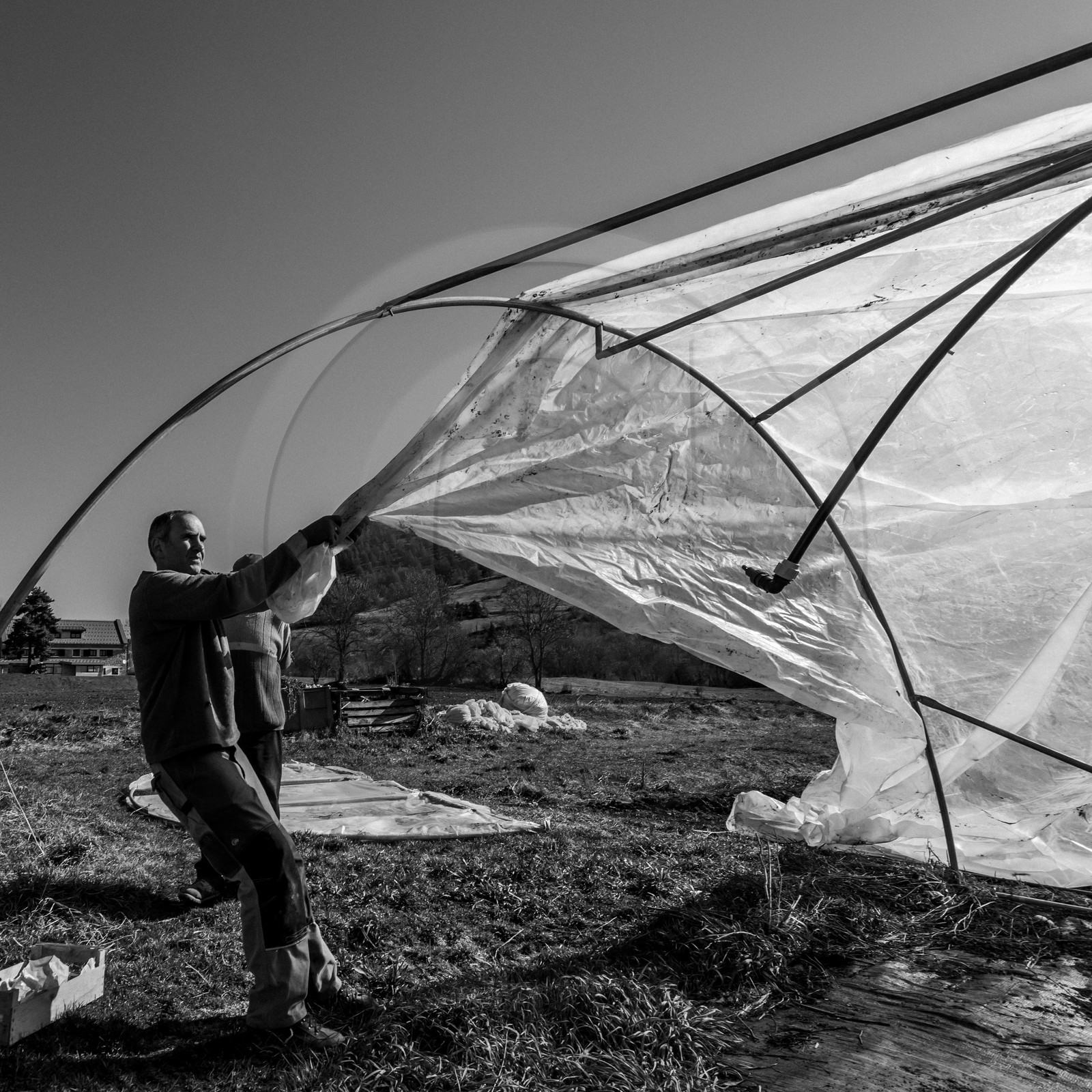 Montage de serres tunnel