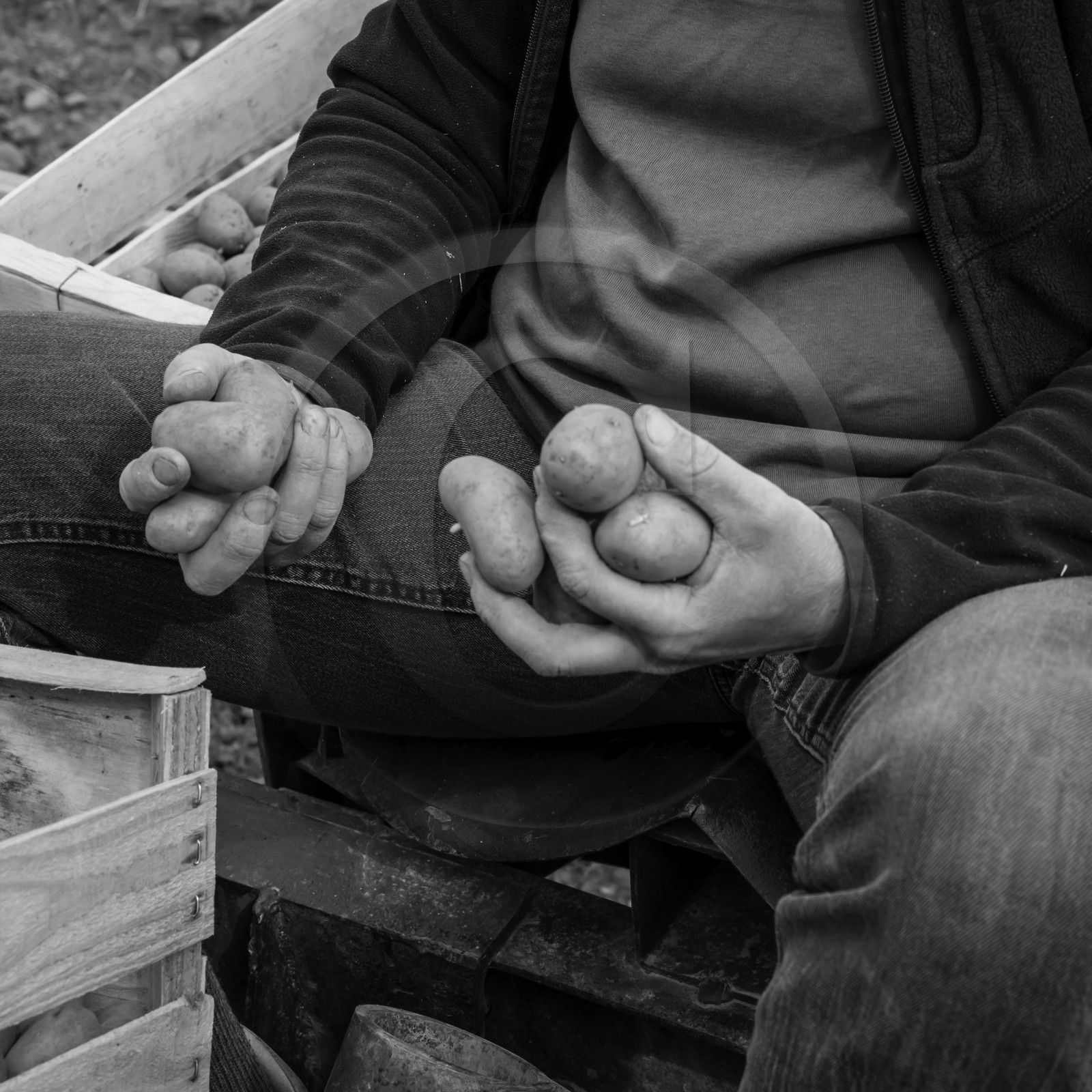 La plantation des pommes de terre