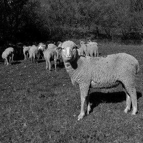 Des moutons et des parcs