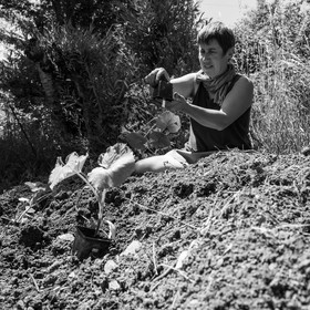 07 juin 2017 - Plantation - Haie - Réunion