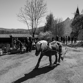 Débardage avec un cheval - 17 04 17