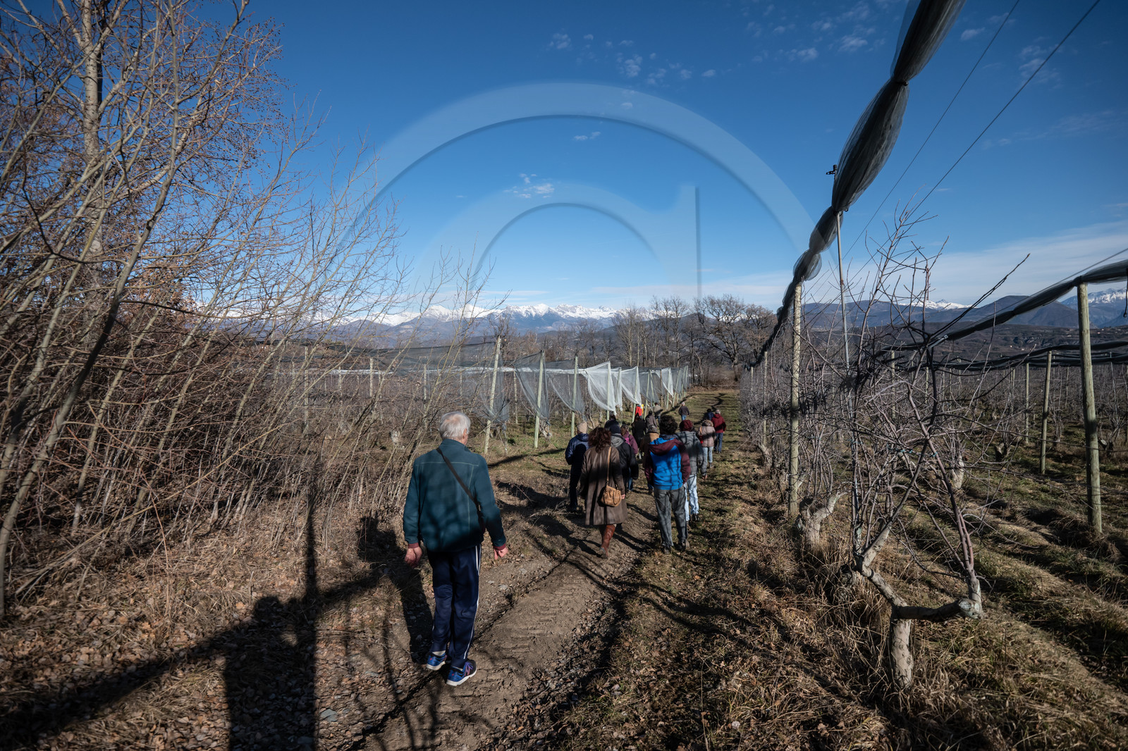 Croqueurs de pommes des Alpes Latines