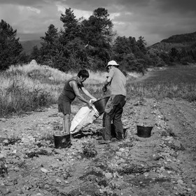 La récolte des pommes de terre
